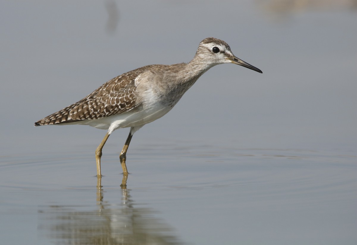 Wood Sandpiper - ML630373648