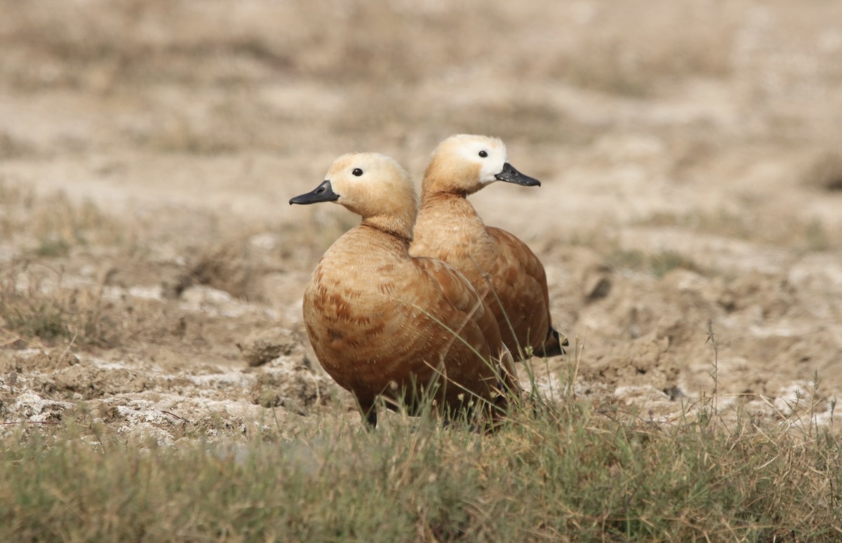 Ruddy Shelduck - ML630373714