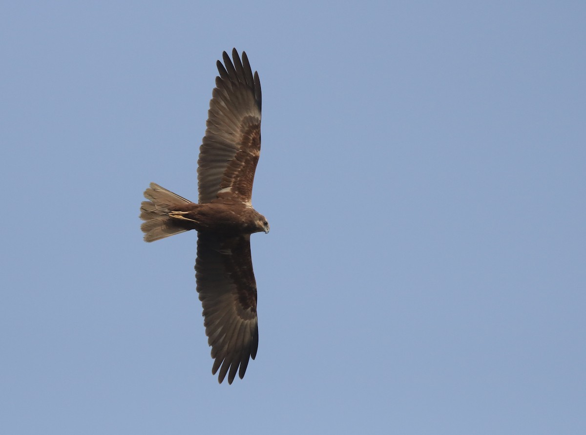 Western Marsh Harrier - ML630373757