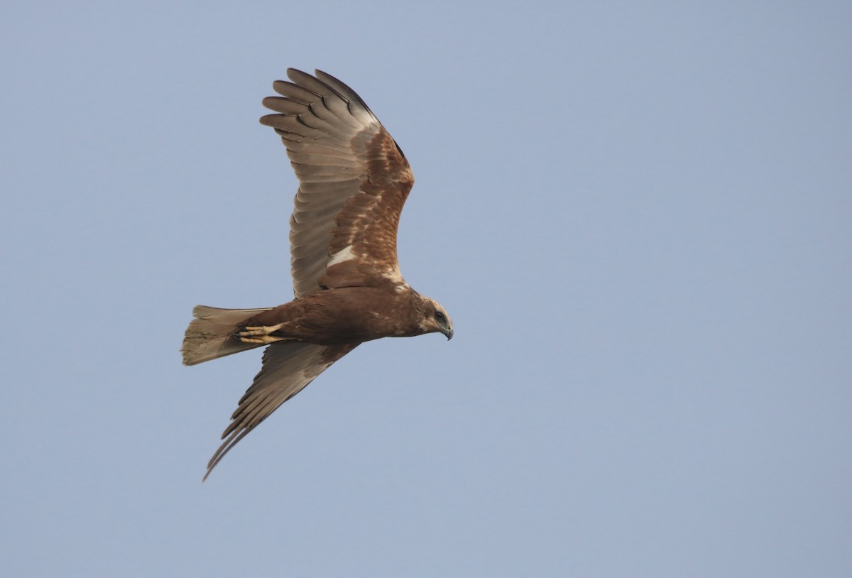 Western Marsh Harrier - ML630373758