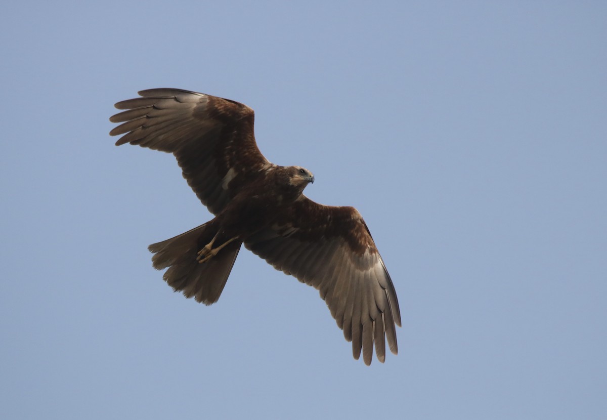 Western Marsh Harrier - ML630373759