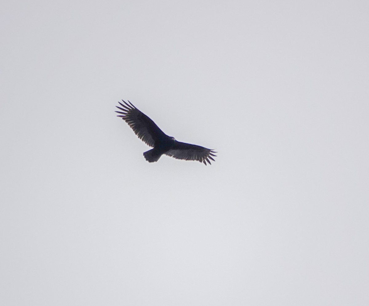 Turkey Vulture - ML630374162