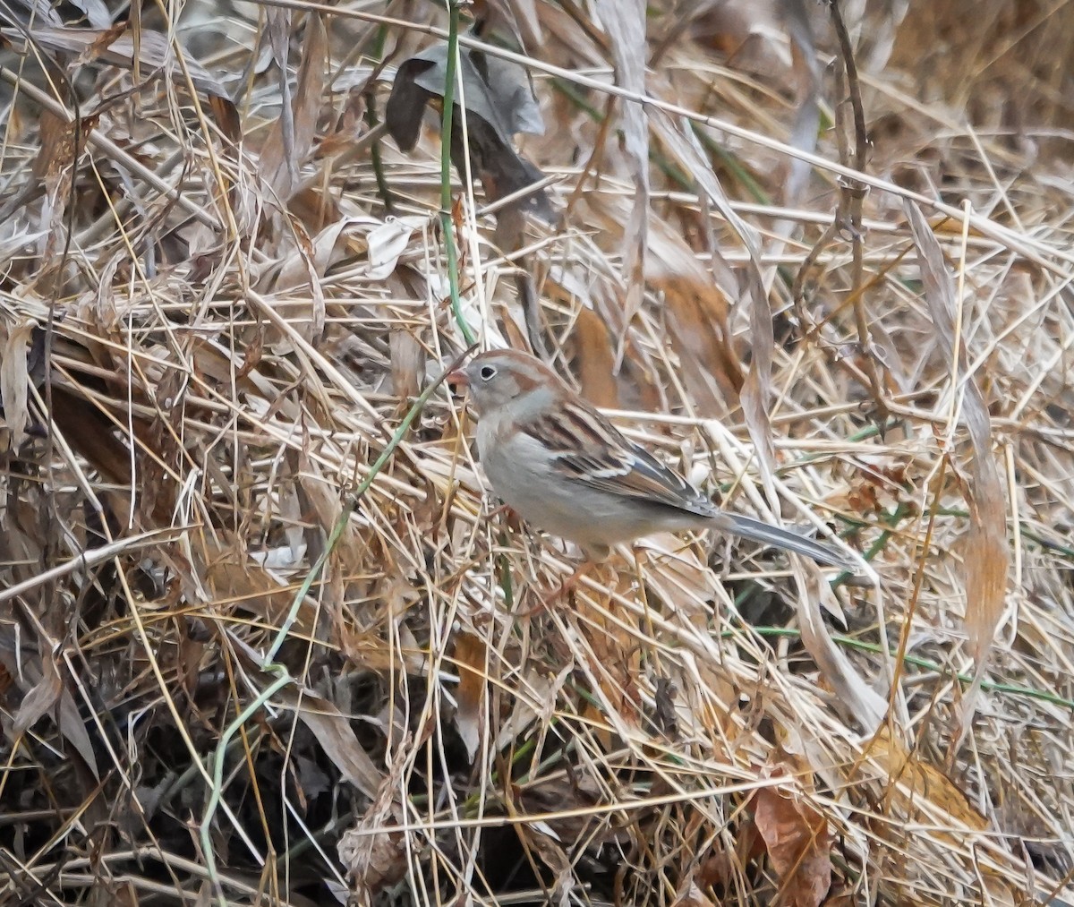 Field Sparrow - ML630374169