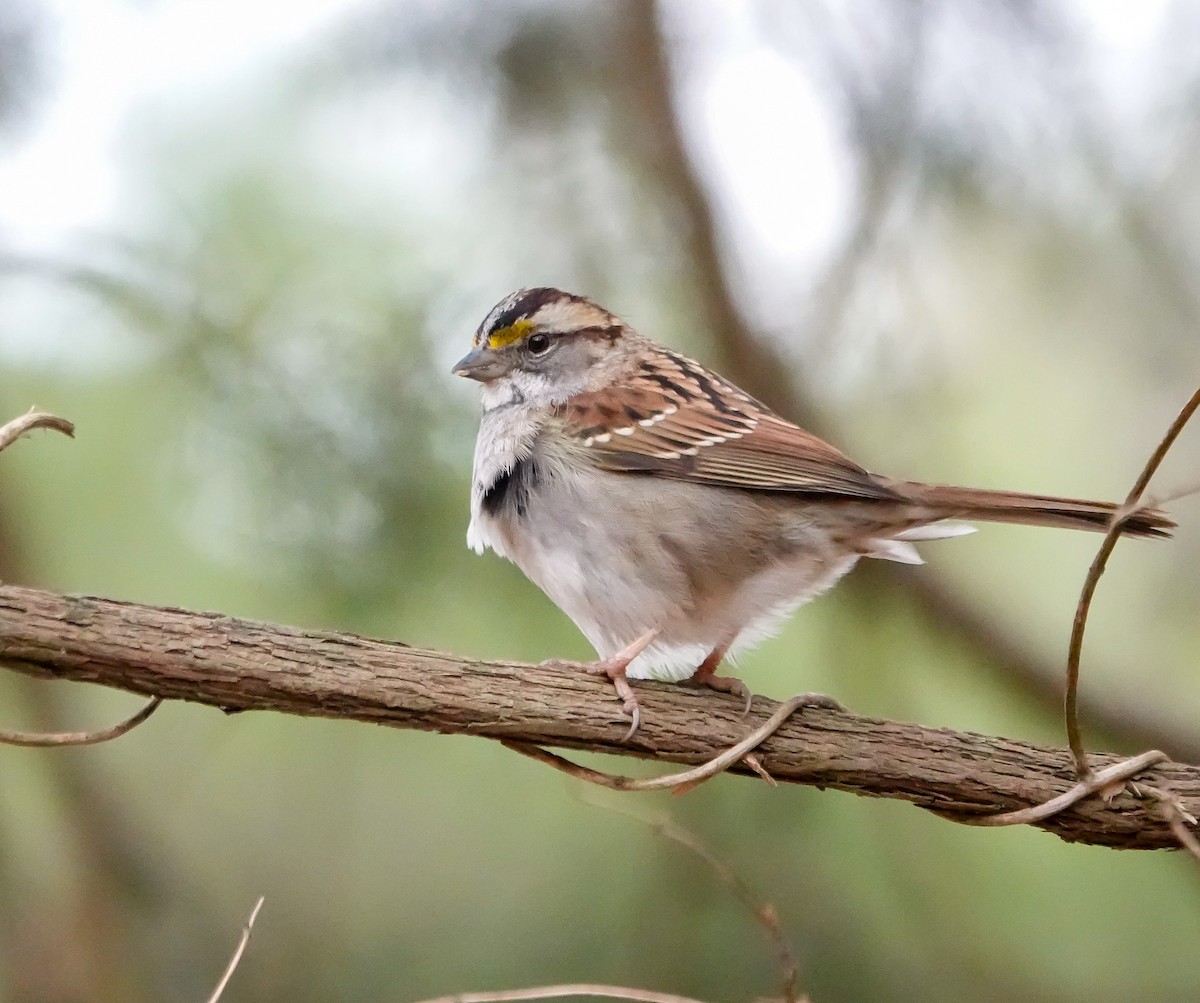 White-throated Sparrow - ML630374183