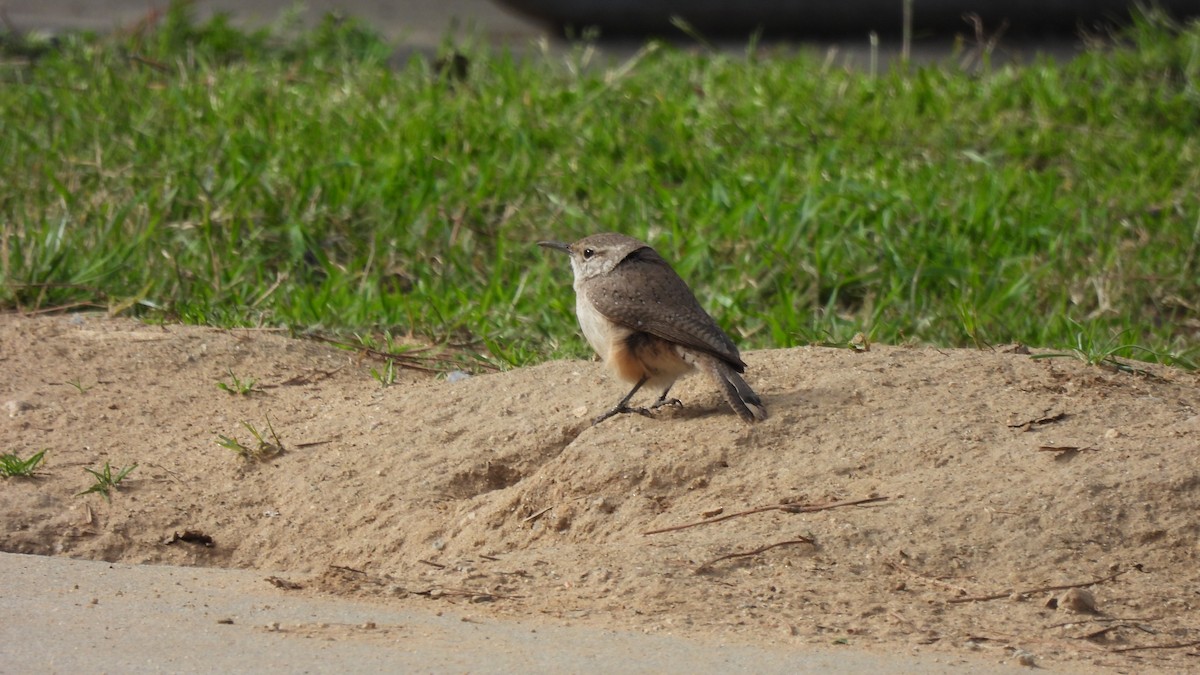 Rock Wren - ML630374531