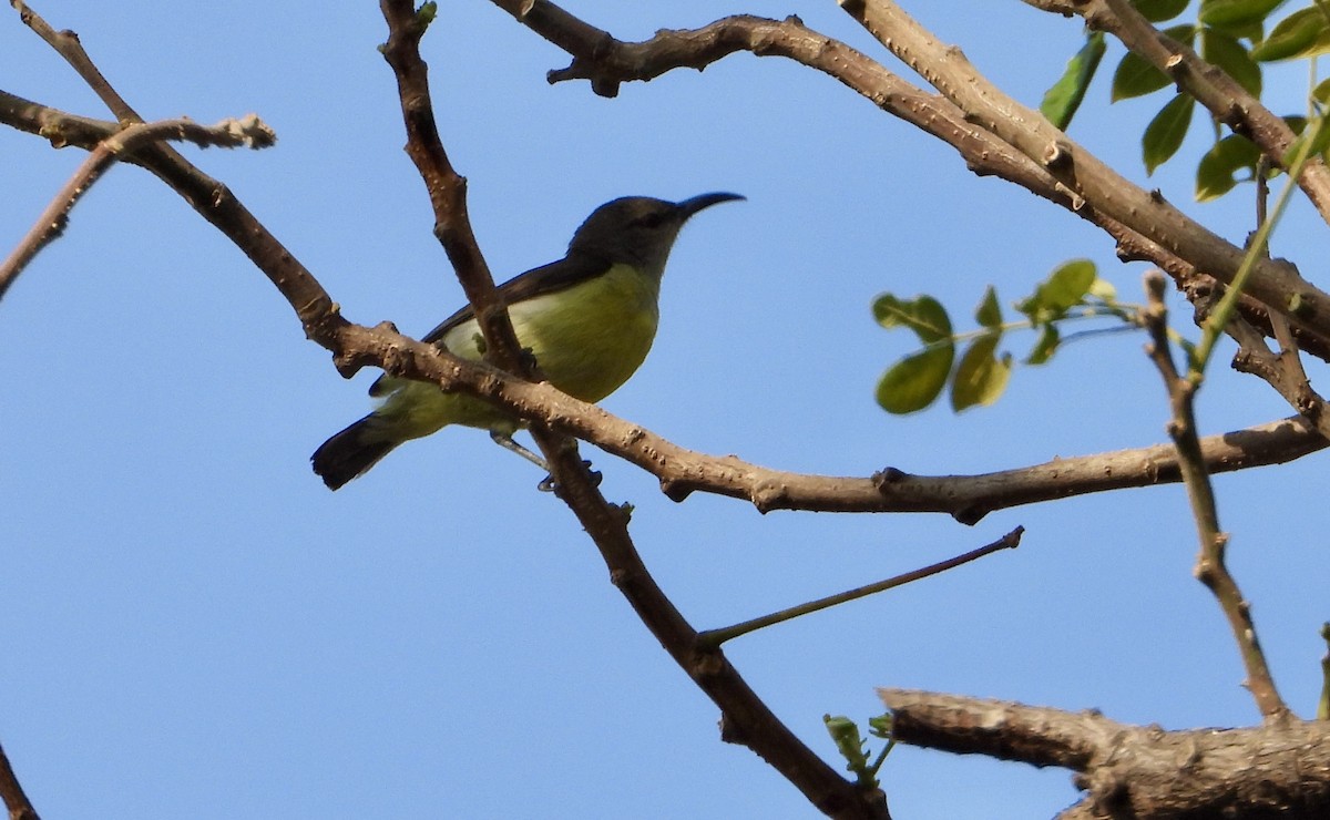 Purple-rumped Sunbird - ML630374600