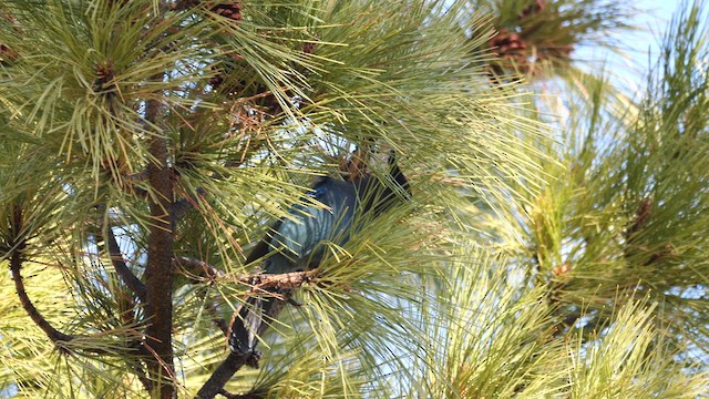 Steller's Jay - ML630374715