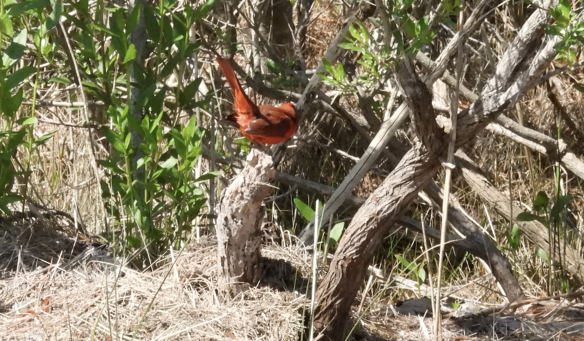 Cardinal rouge - ML630374775