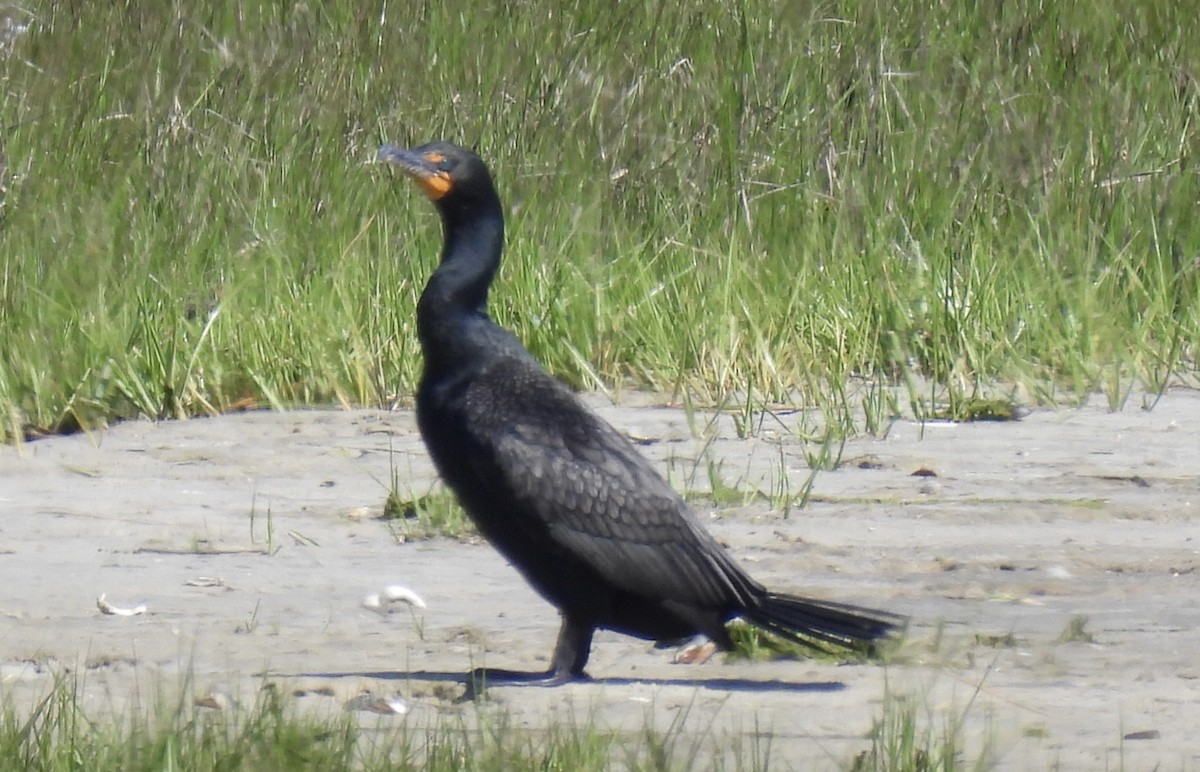 Cormoran à aigrettes - ML630374805