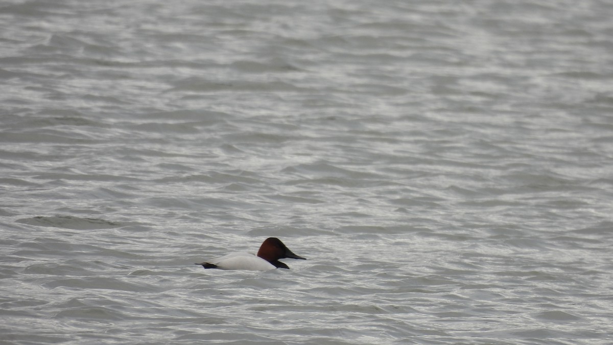 Canvasback - ML630375114