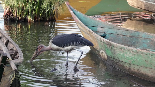 Marabou Stork - ML630375411