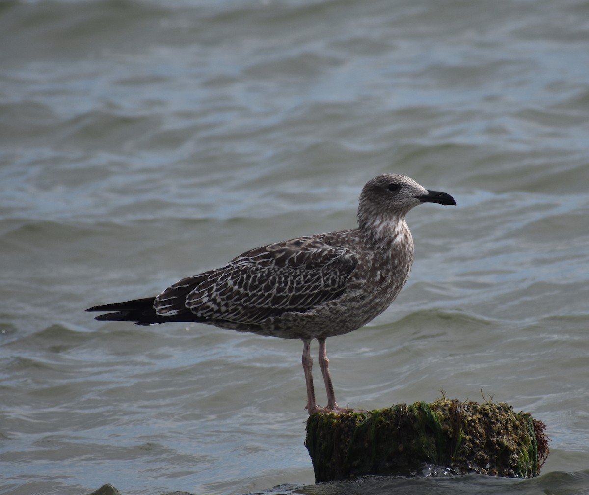 Gaviota Sombría - ML630375474