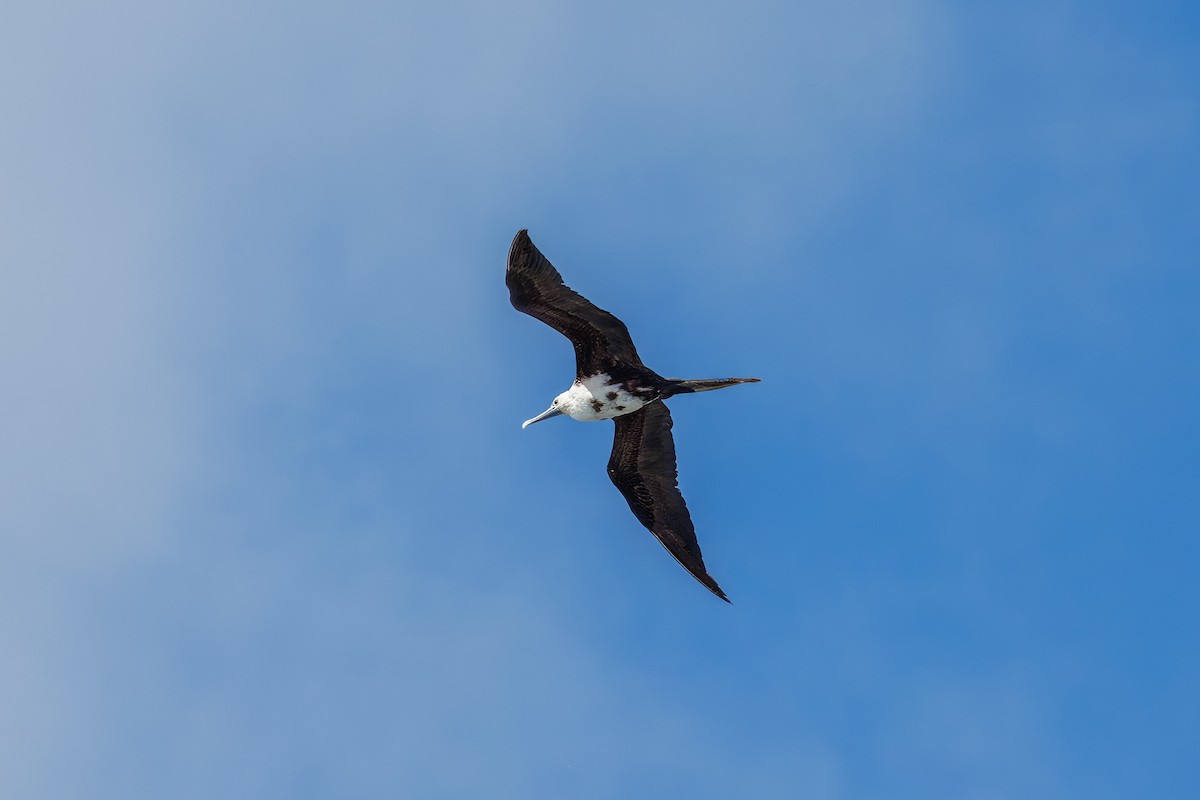 Great Frigatebird - ML630375567