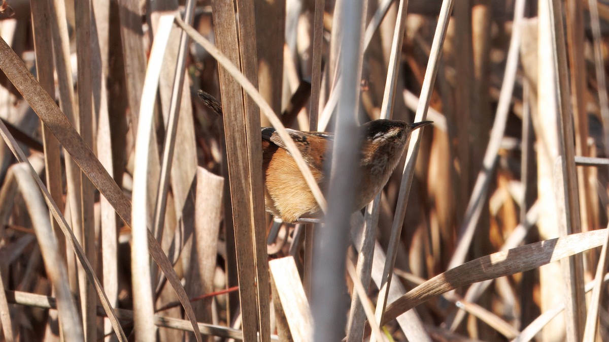 Marsh Wren - ML630375611