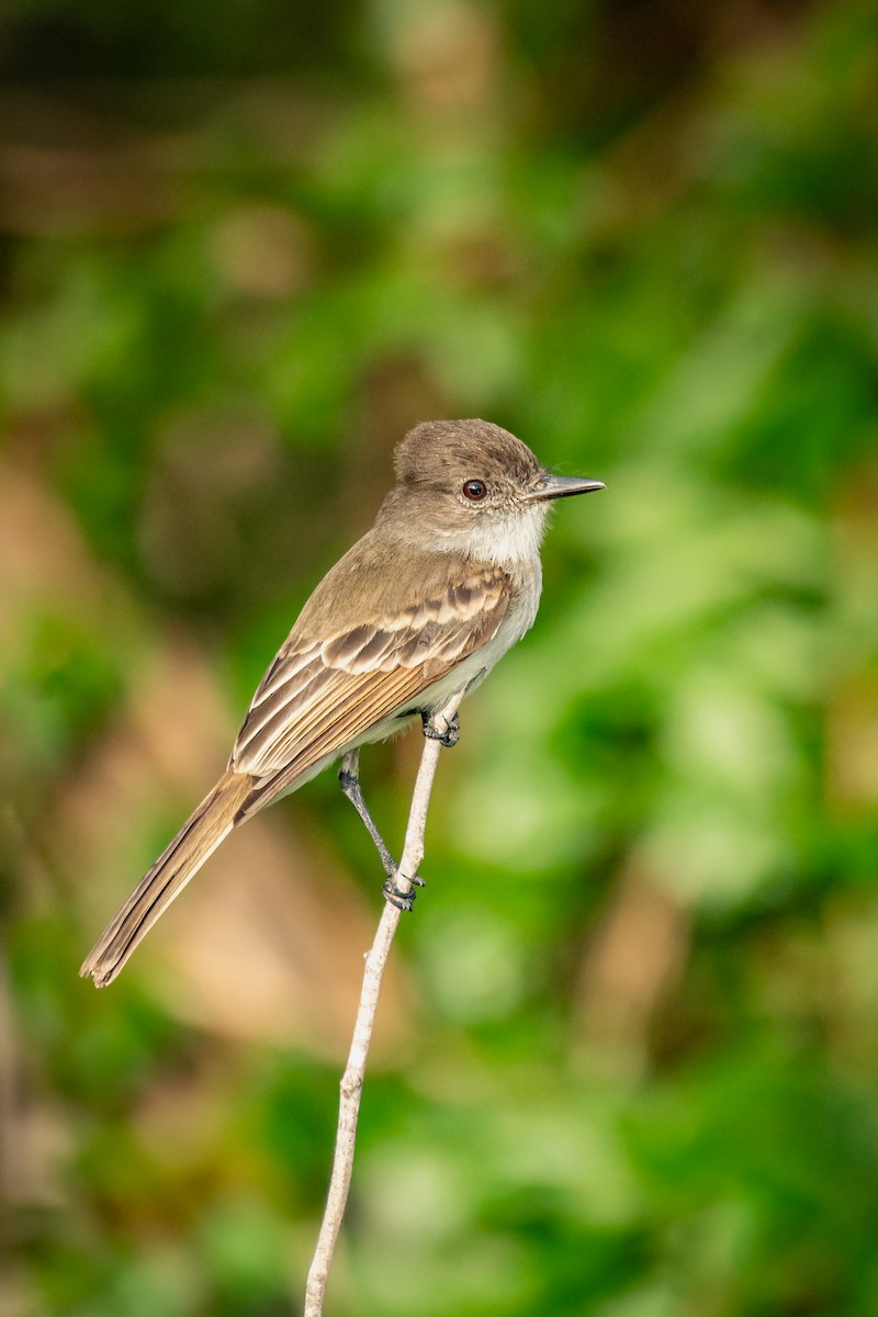 Puerto Rican Flycatcher - ML630375665