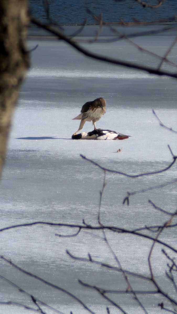 Poiana codarossa - ML630375735