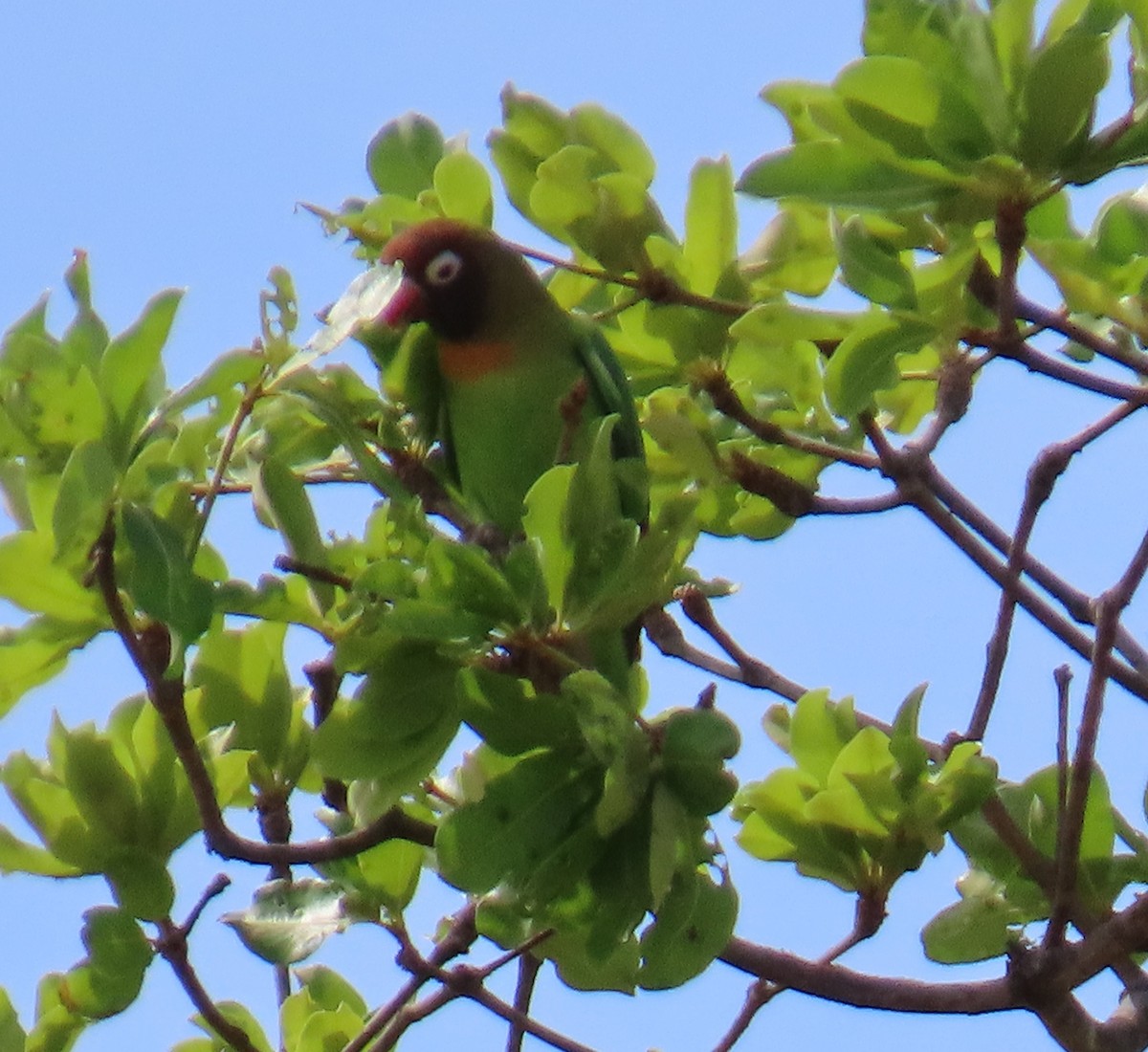 Black-cheeked Lovebird - ML630376037