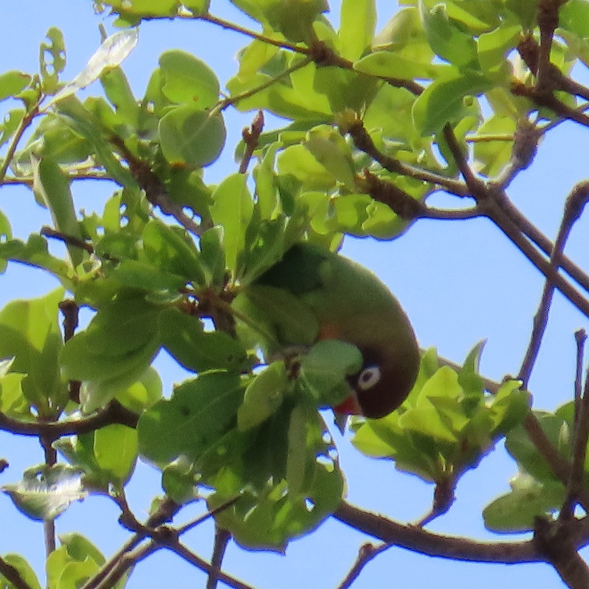 Black-cheeked Lovebird - ML630376038