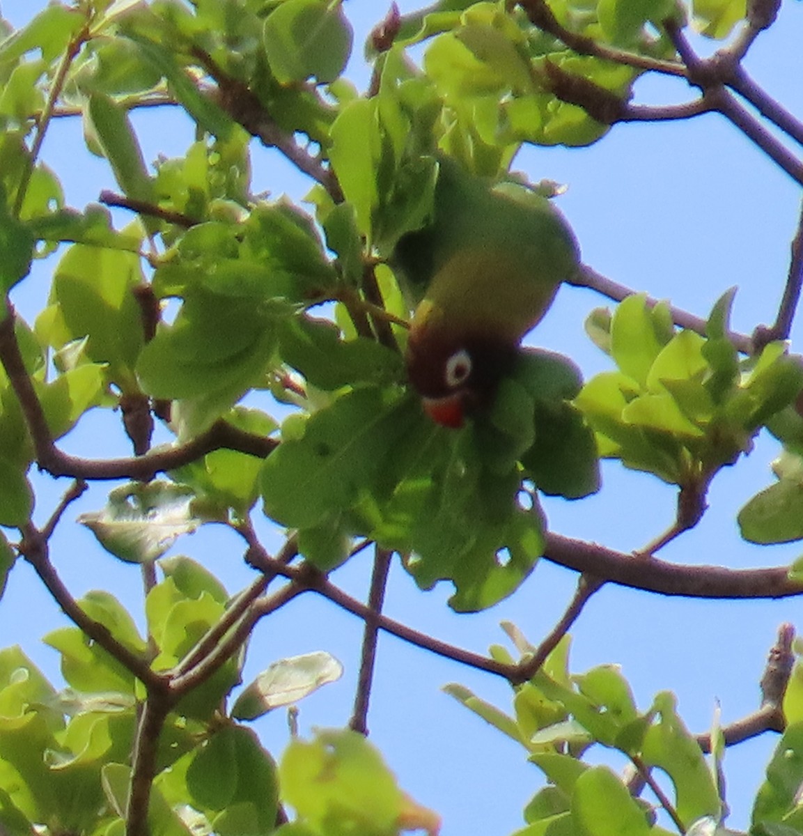Black-cheeked Lovebird - ML630376039