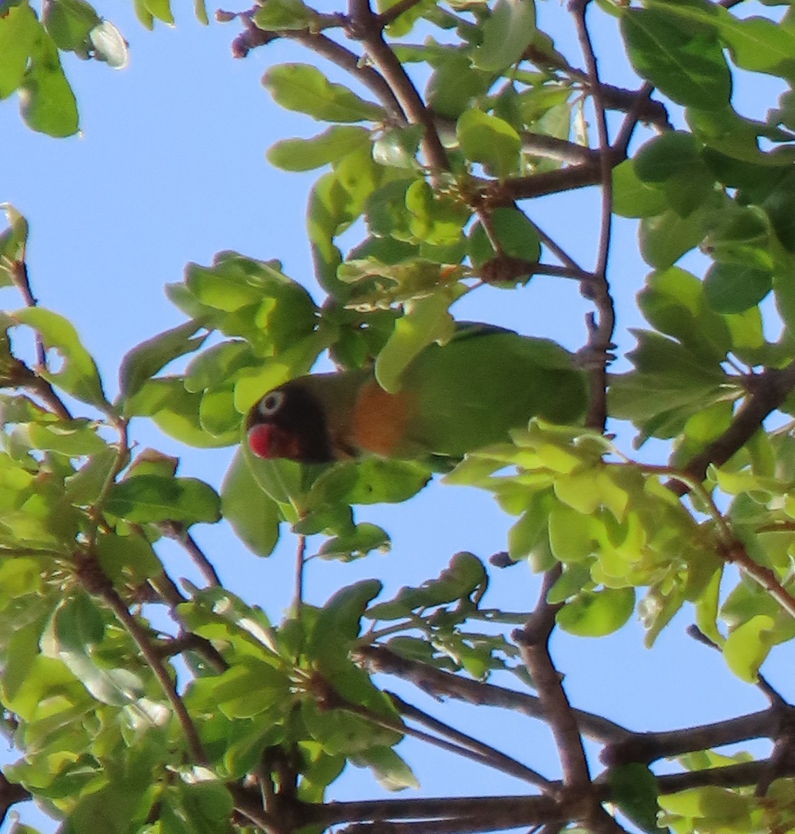 Black-cheeked Lovebird - ML630376040