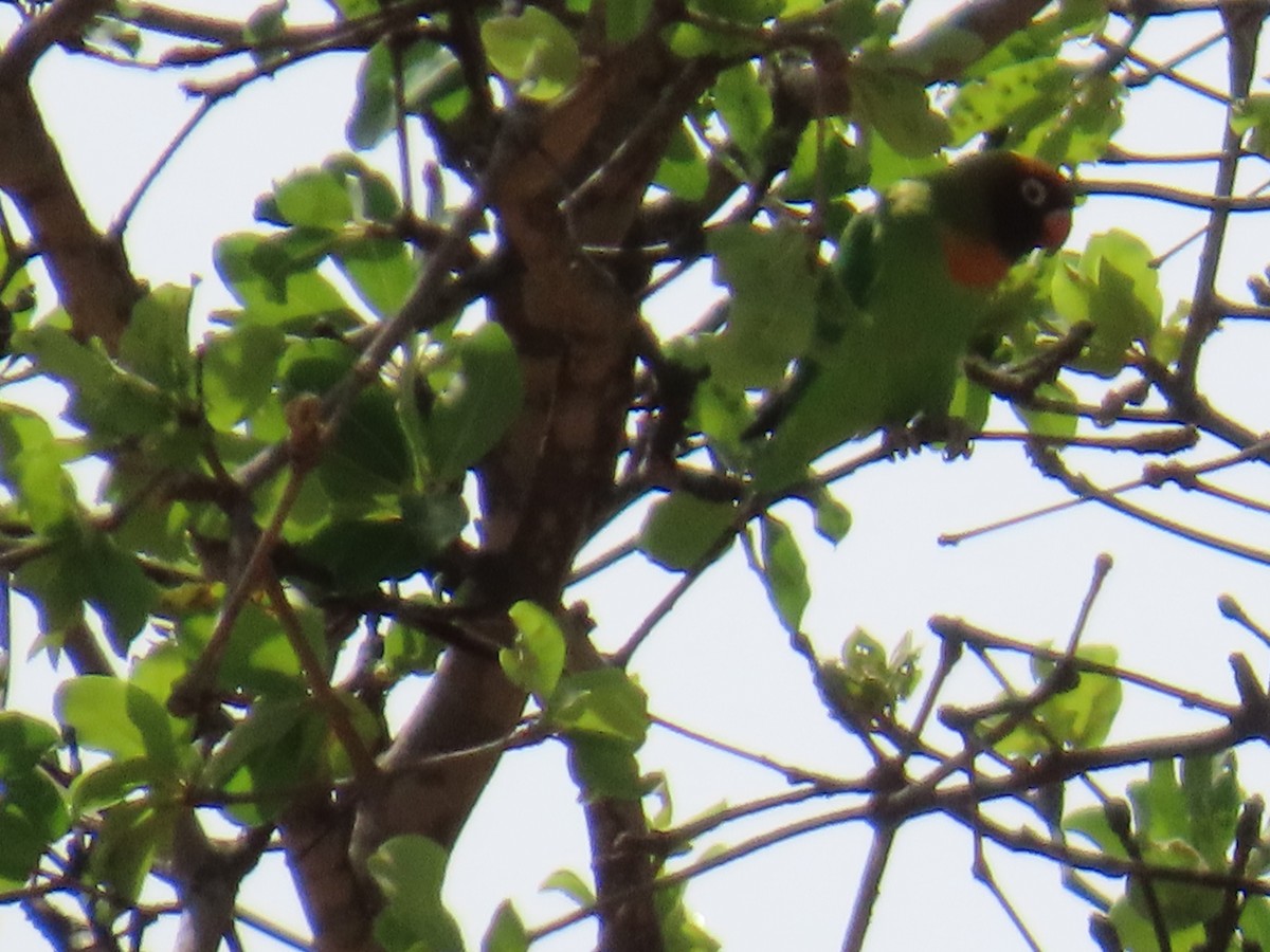 Black-cheeked Lovebird - ML630376044