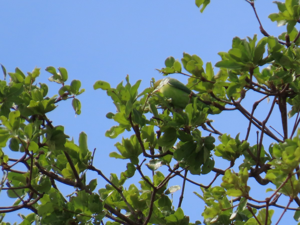 Black-cheeked Lovebird - ML630376046