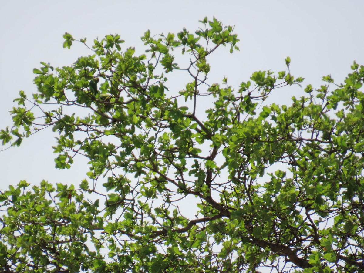 Black-cheeked Lovebird - ML630376047