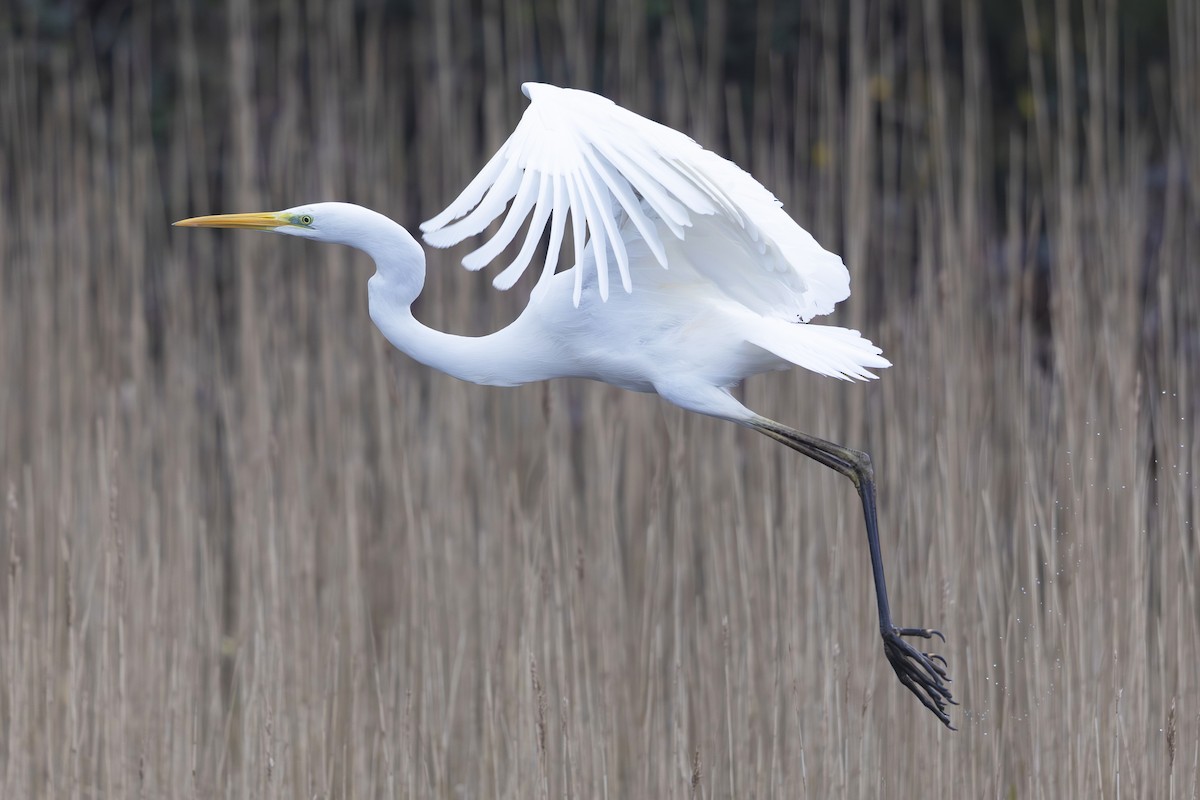 Great Egret - ML630376090
