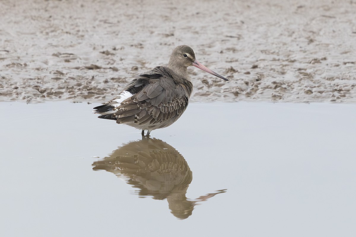 Black-tailed Godwit - ML630376099