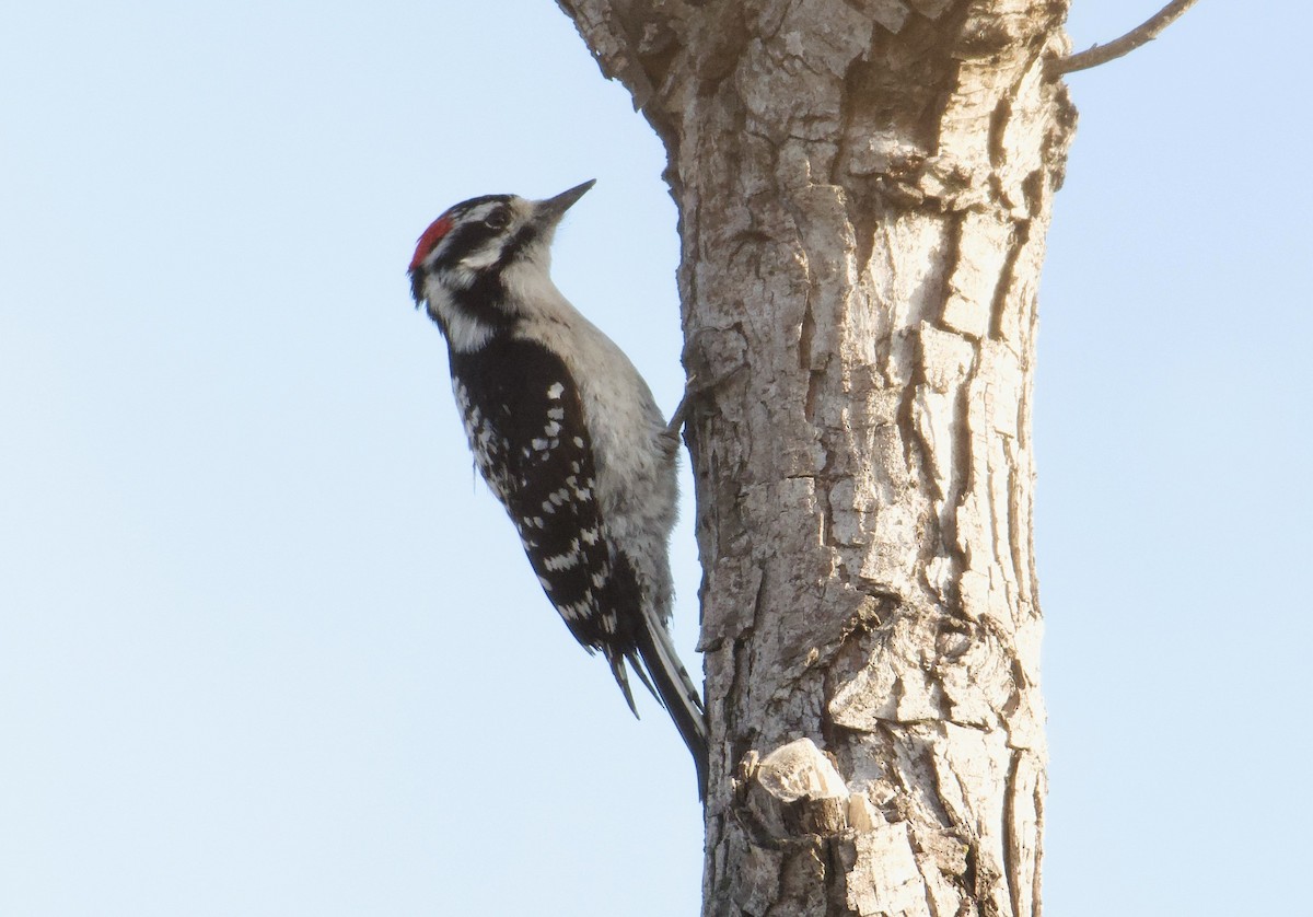 Downy x Nuttall's Woodpecker (hybrid) - ML630376194