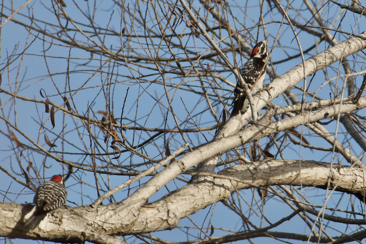 Downy x Nuttall's Woodpecker (hybrid) - ML630376207