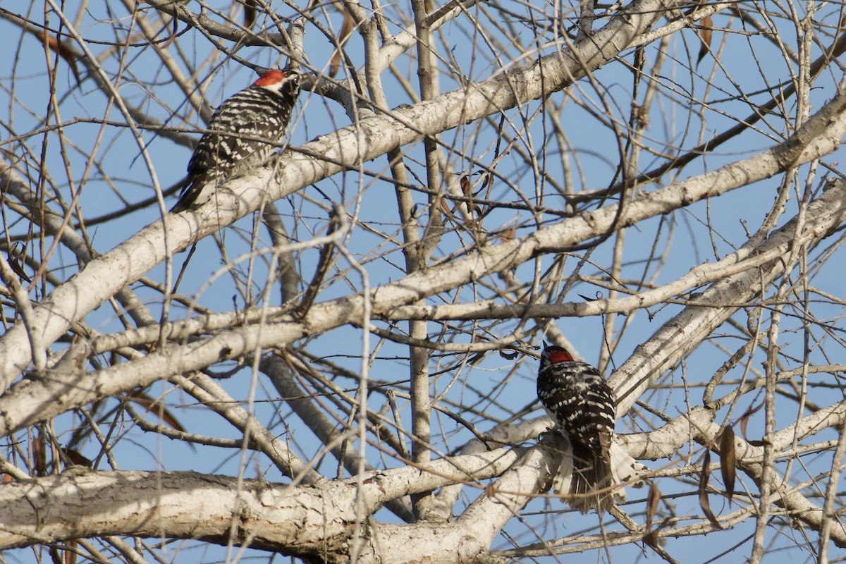 Downy x Nuttall's Woodpecker (hybrid) - ML630376208
