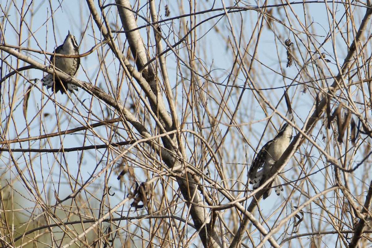 Downy x Nuttall's Woodpecker (hybrid) - ML630376216