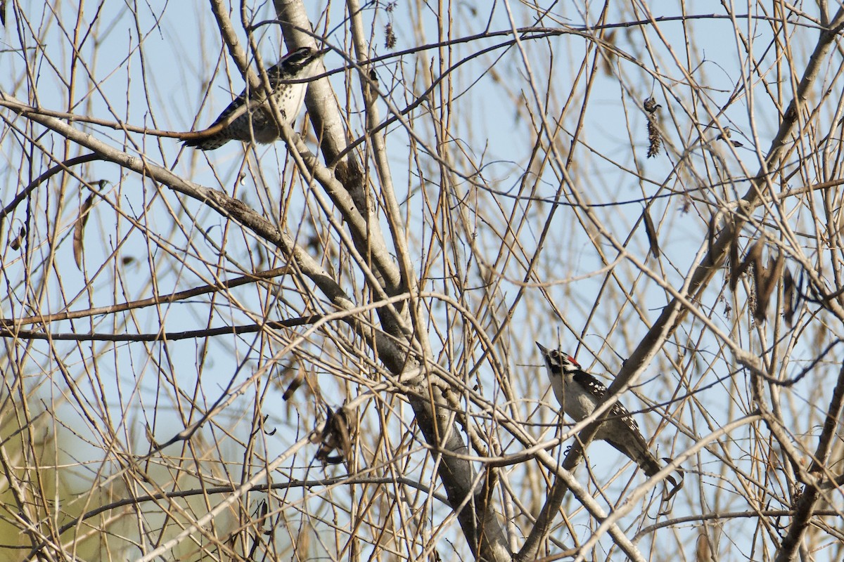 Downy x Nuttall's Woodpecker (hybrid) - ML630376217