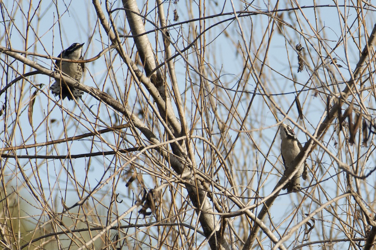 Downy x Nuttall's Woodpecker (hybrid) - ML630376219