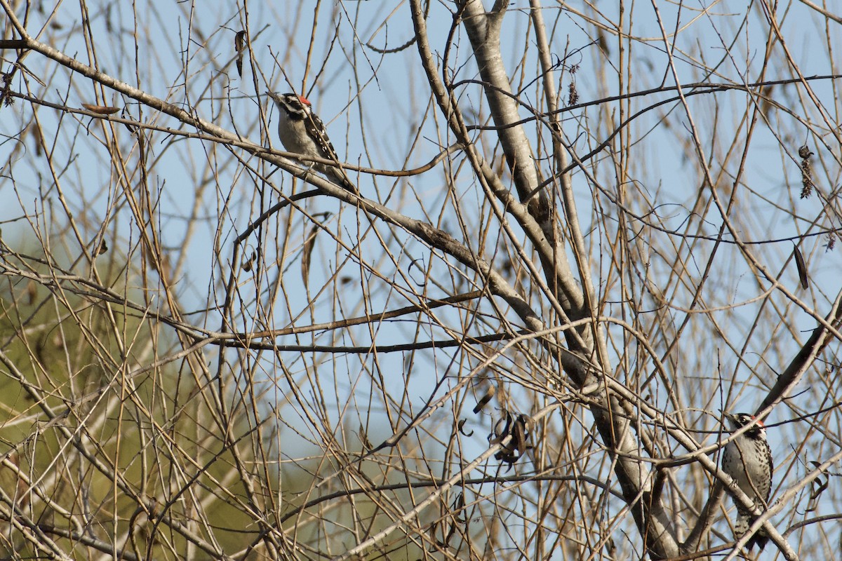 Downy x Nuttall's Woodpecker (hybrid) - ML630376232