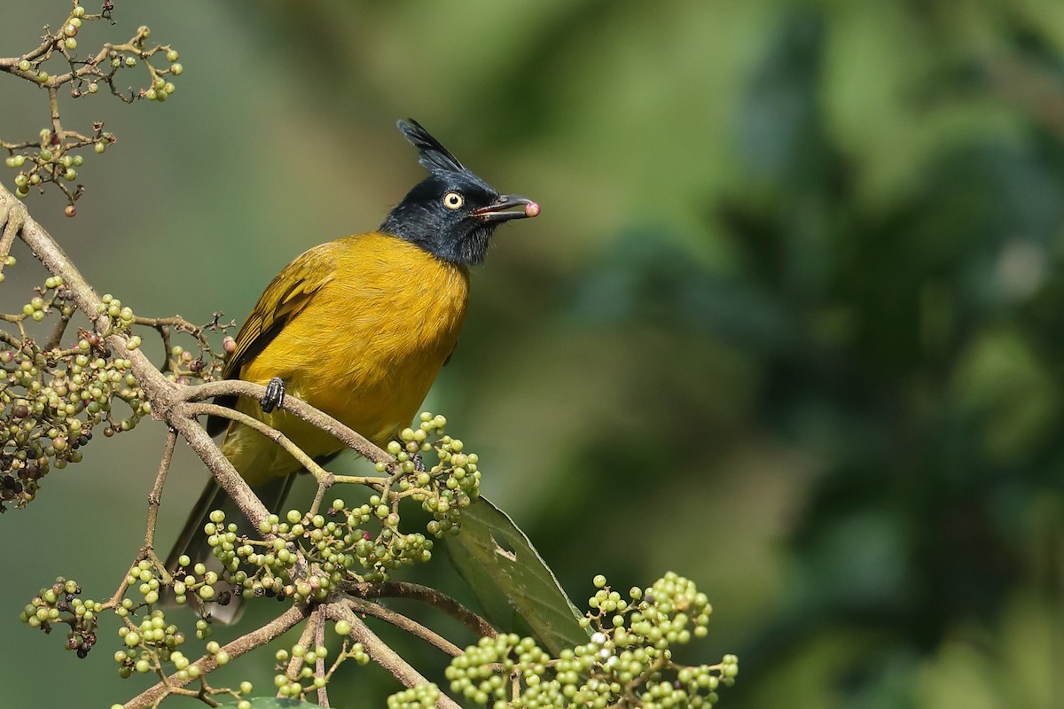 Black-crested Bulbul - ML630376547