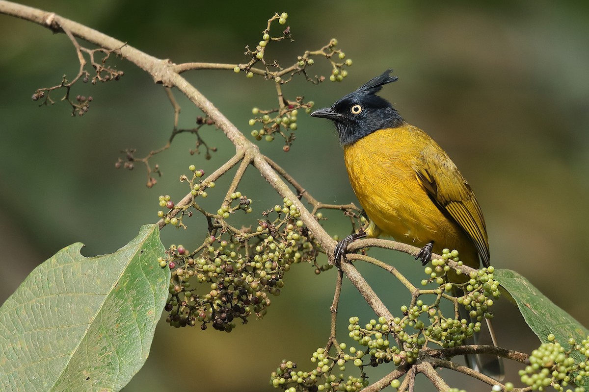 Black-crested Bulbul - ML630376550