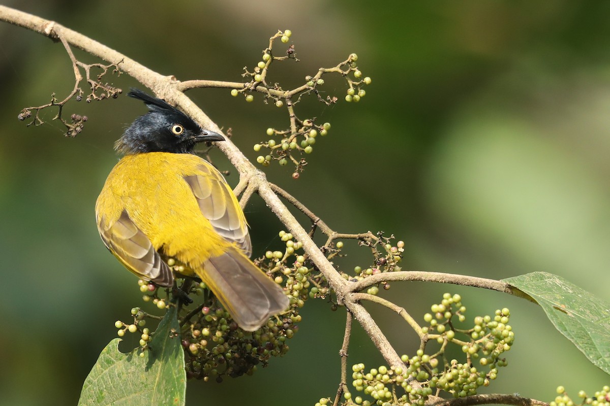 Black-crested Bulbul - ML630376551