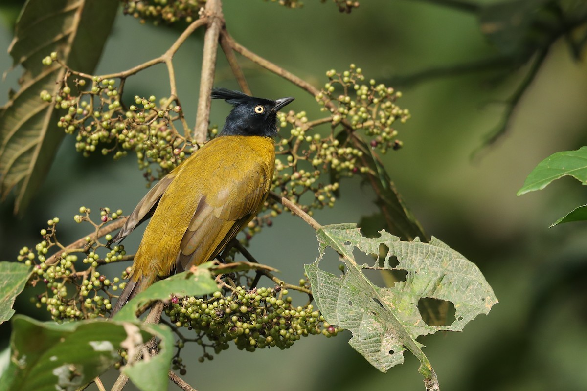 Black-crested Bulbul - ML630376554