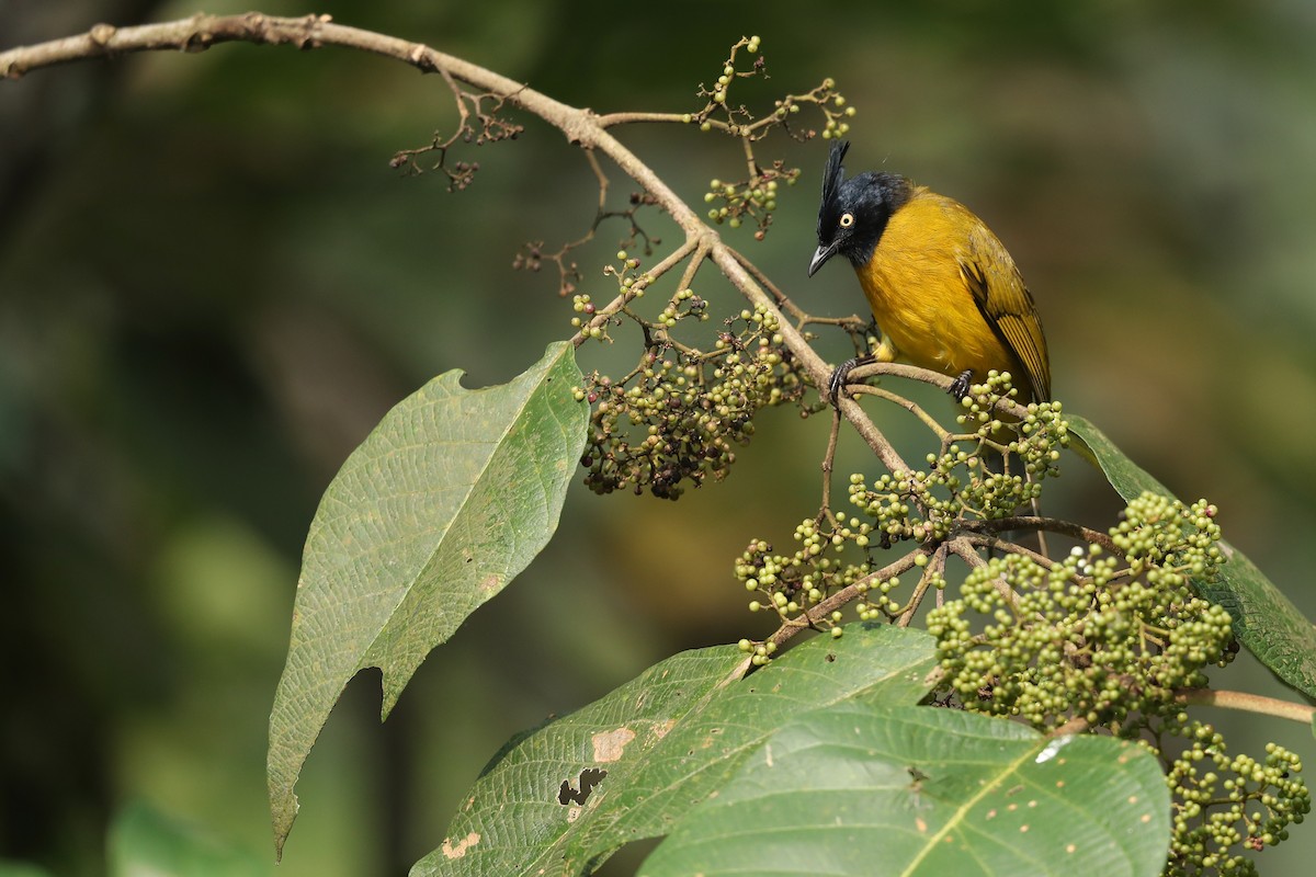Black-crested Bulbul - ML630376555