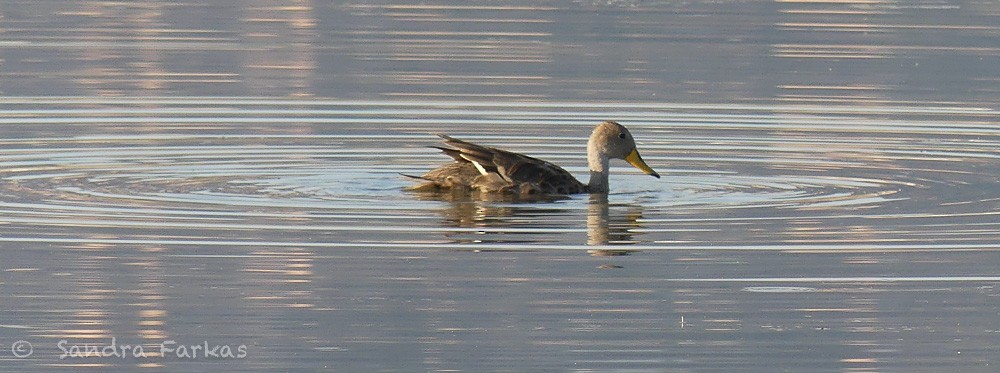 Yellow-billed Pintail - ML630376700