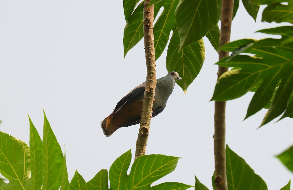 Sao Tome Pigeon - ML630376750