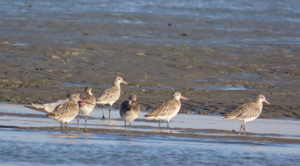 Bar-tailed Godwit - ML630376923