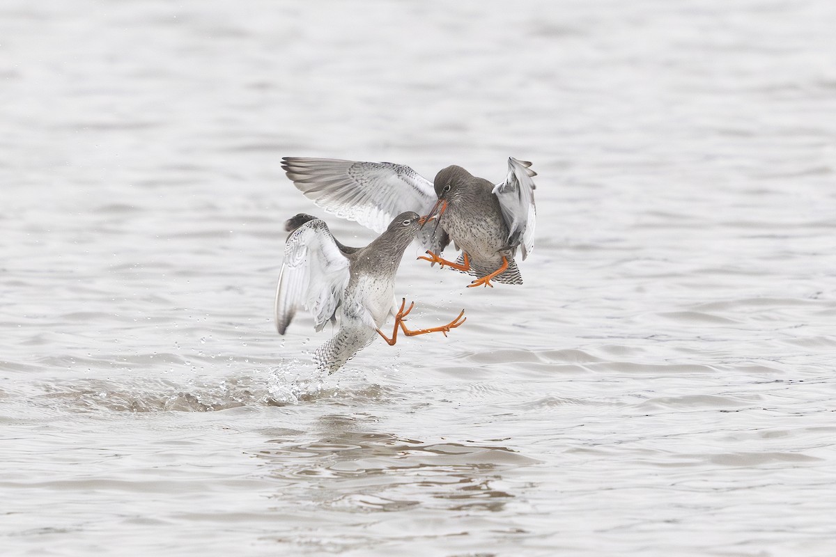 Common Redshank - ML630376932