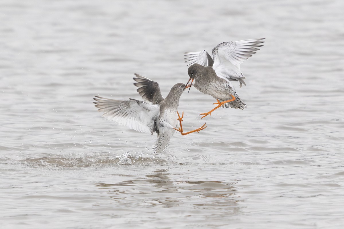 Common Redshank - ML630376933