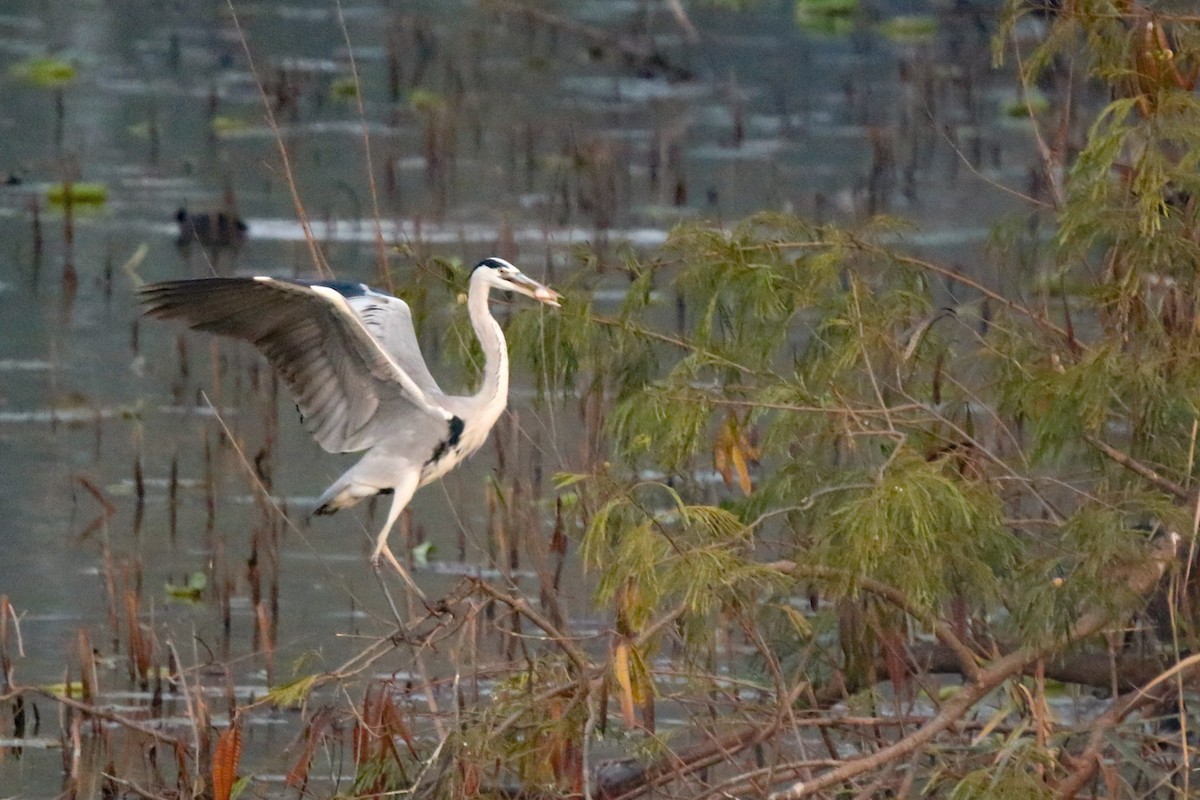 אנפה אפורה - ML630376938