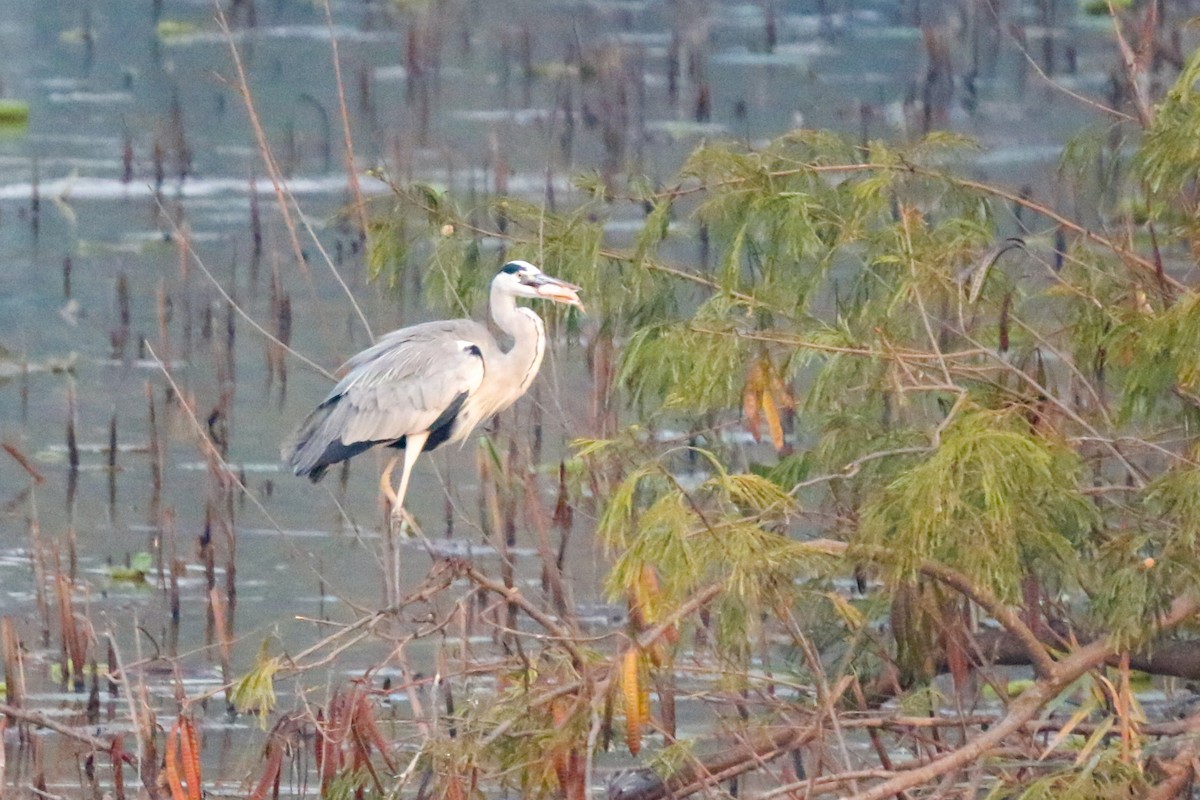 אנפה אפורה - ML630376939