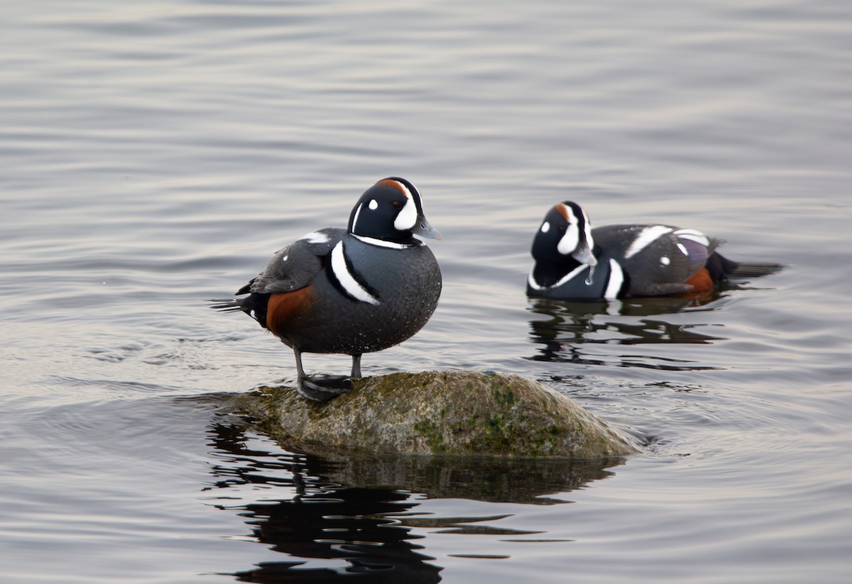 Harlequin Duck - Tristan Ducharme