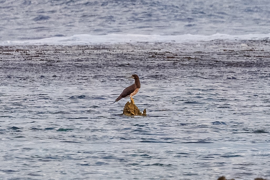 Red-footed Booby - ML630377091